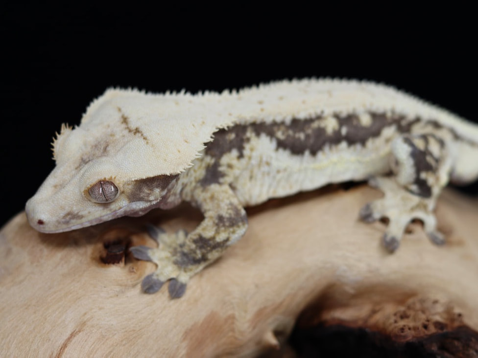 Lilly White Crested Gecko Project Corch Geckos,Melt Chocolate Machine