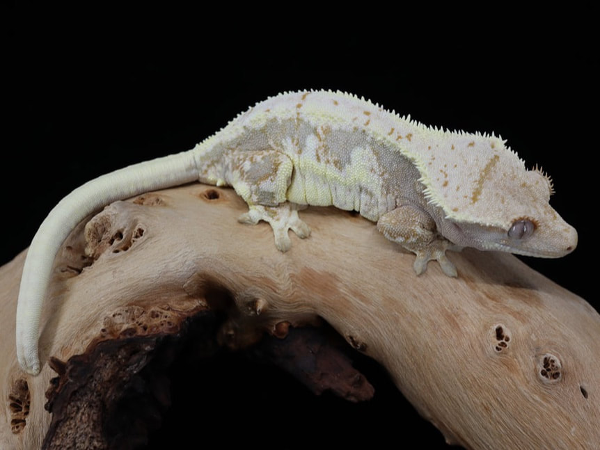 Lilly White Crested Gecko Project - Corch Geckos